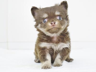 animal_image