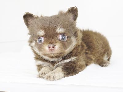 animal_image