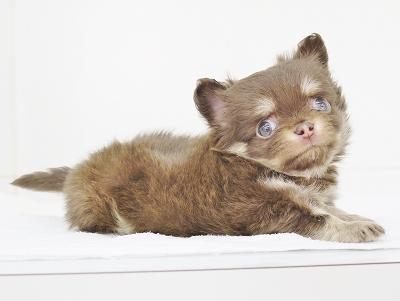 animal_image
