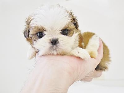 animal_image