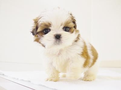 animal_image