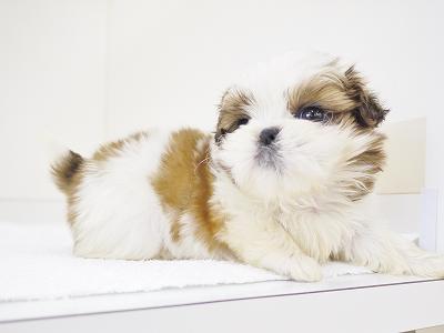animal_image