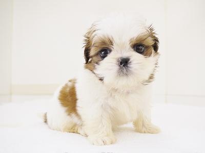 animal_image