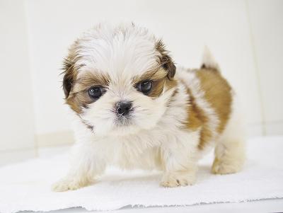 animal_image