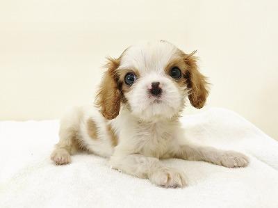 animal_image