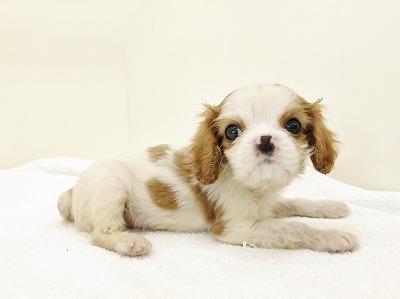 animal_image