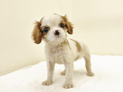 animal_image