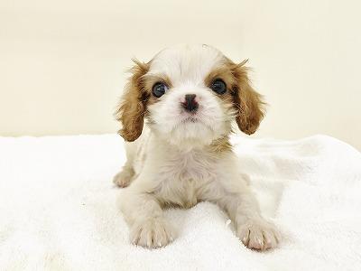 animal_image