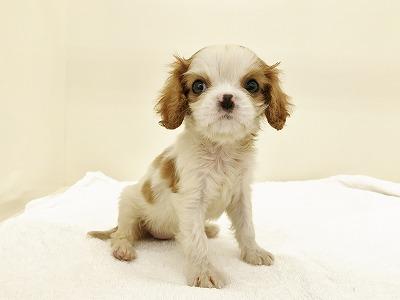 animal_image