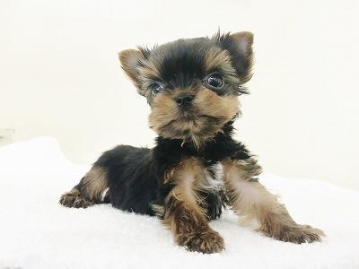 animal_image
