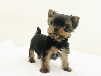 animal_image