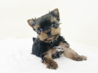 animal_image