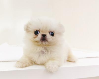 animal_image