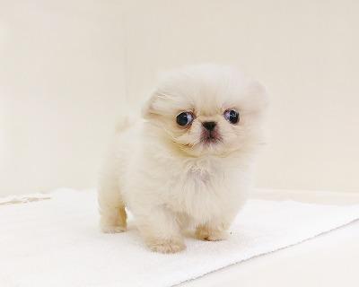 animal_image