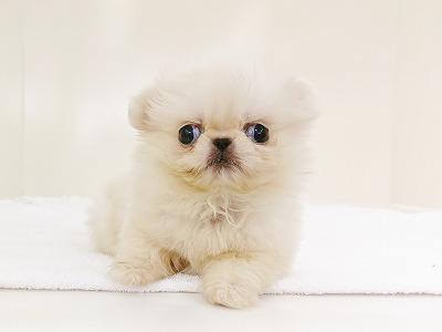 animal_image