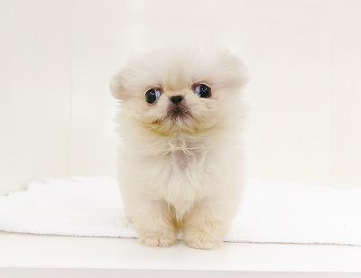 animal_image