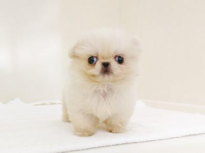 animal_image