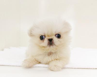 animal_image