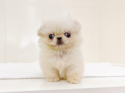 animal_image