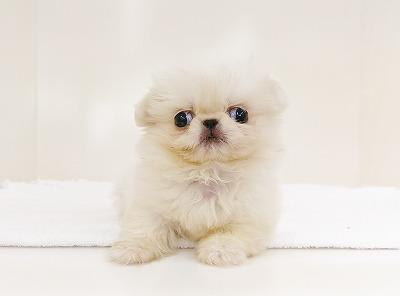 animal_image