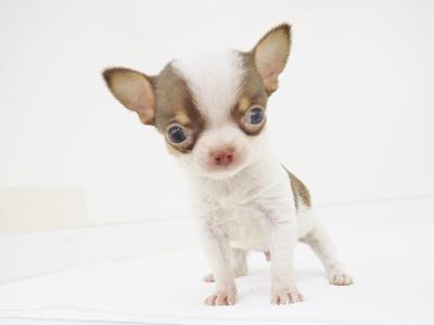 animal_image