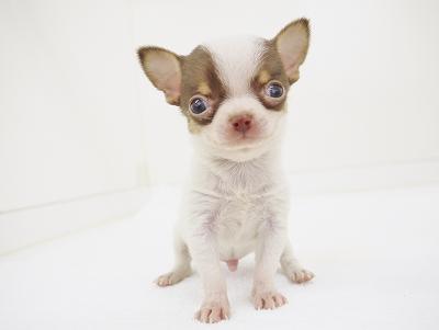 animal_image