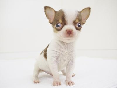 animal_image