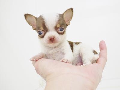 animal_image