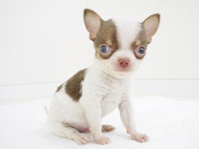 animal_image