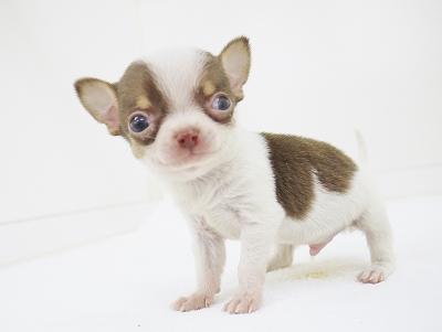 animal_image