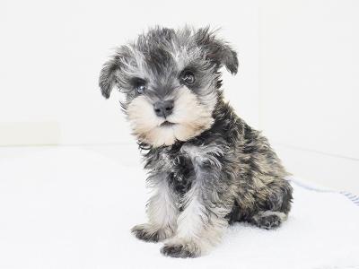 animal_image