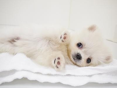 animal_image
