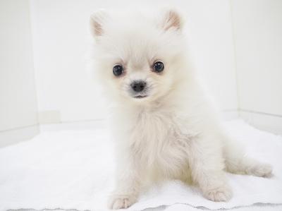 animal_image