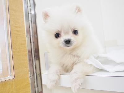 animal_image