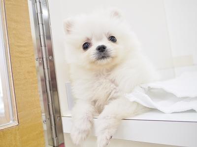 animal_image
