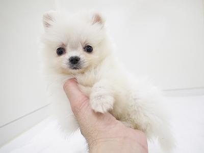 animal_image