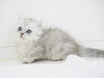 animal_image