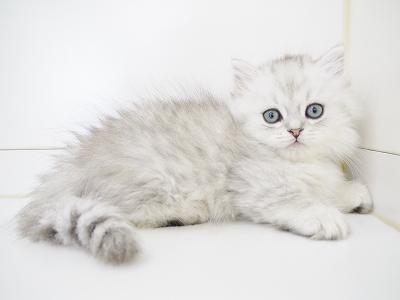 animal_image