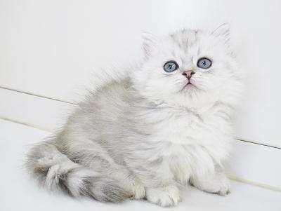 animal_image