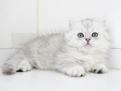animal_image