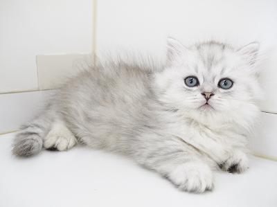 animal_image