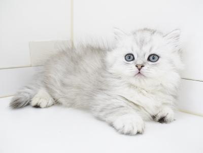 animal_image