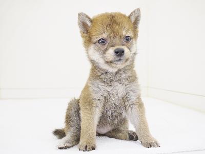 animal_image