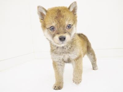 animal_image
