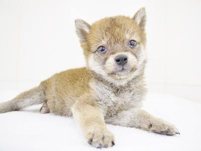 animal_image