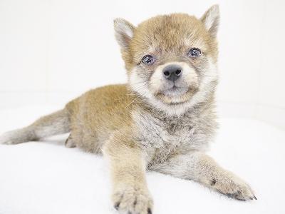animal_image
