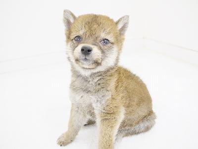 animal_image