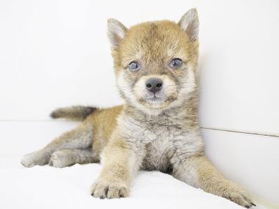 animal_image