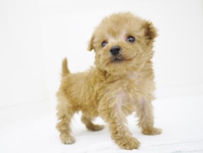 animal_image