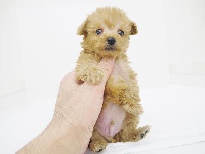 animal_image
